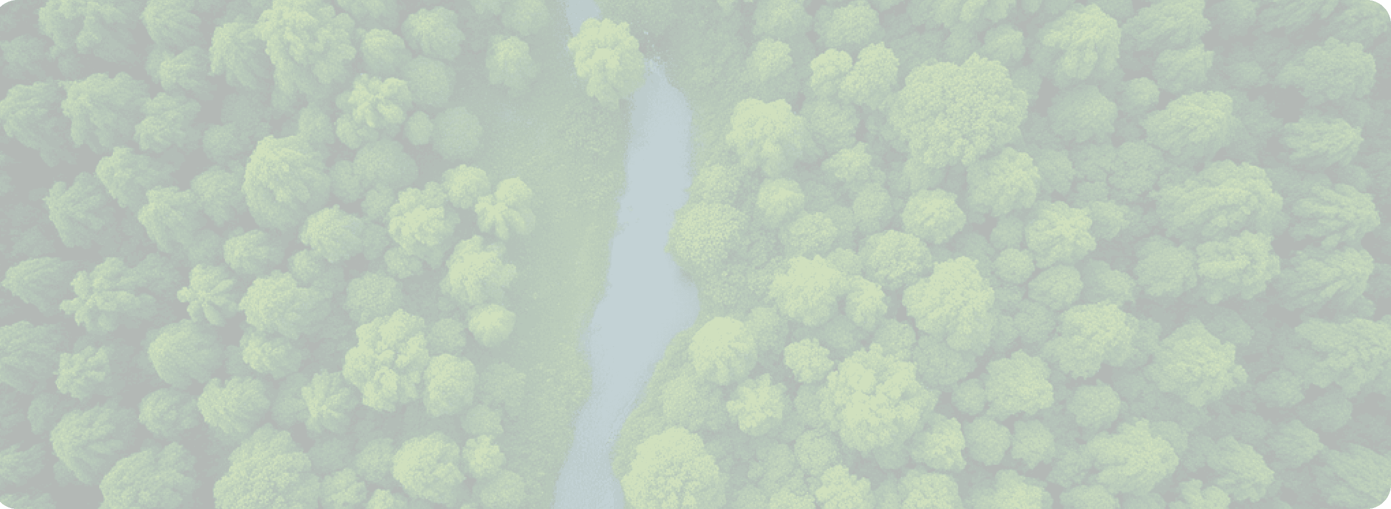 Lush green forest with a river flowing through it